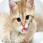 Красивые фотографии котят icon