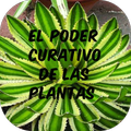 Medicina Natural con Plantas Medicinales