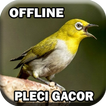 Suara Burung Pleci Gacor mp3