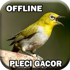 Suara Burung Pleci Gacor mp3 иконка