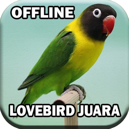 Suara Burung Lovebird Juara