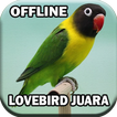 Suara Burung Lovebird Juara