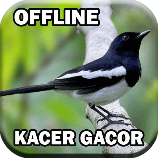 Suara Burung Kacer Gacor mp3