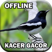 Suara Burung Kacer Gacor mp3