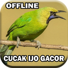 Suara Cucak Ijo Gacor mp3 icône