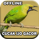 Suara Cucak Ijo Gacor mp3 APK