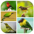 Top 1000 Kicau Burung Mp3-icoon