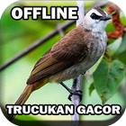 Kicau Burung Trucukan Gacor-icoon