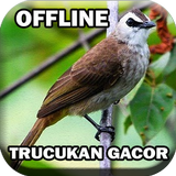 Kicau Burung Trucukan Gacor icono