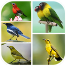 Top Master Burung Lengkap APK