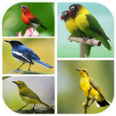 Top 1000 Master Burung Lengkap aplikacja