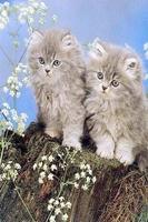 Little kittens poster