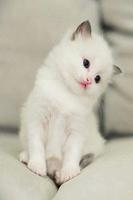 Little kittens screenshot 1