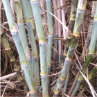 KALRO Sugarcane Production icon