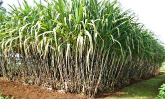 KALRO Sugarcane Production screenshot 3