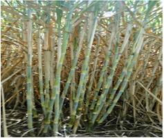KALRO Sugarcane Production poster