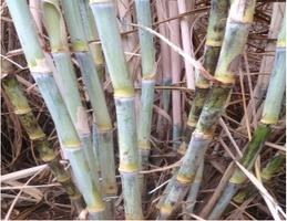 KALRO Sugarcane Production screenshot 1