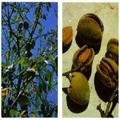 Edible and Medicinal Plants - 