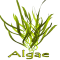 Algae