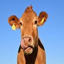 Cow Sounds APK