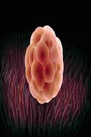 Human Anatomy پوسٹر