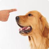 Dog training icon