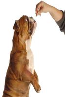 Dog training poster
