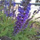 Plant Identification APK