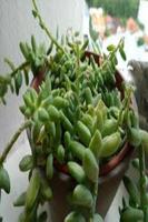 Plant Identification penulis hantaran