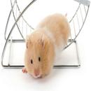 Life of Hamster APK