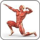 Thể hình Anatomy APK