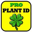 PlantNet ID - Garten-Blumen-Antworten
