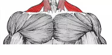 All Neck Exercises