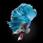 Betta fish Wallpapers 100+ icône