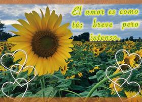 Frases de amor con girasoles imagem de tela 3