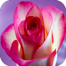 Rosas y Pensamientos APK