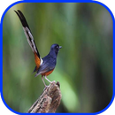 White Rumped Shama APK