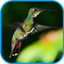 Music Spa-Relax 1 APK