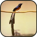 Masteran Murai Batu APK