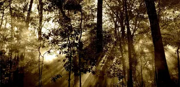Forest Sound Nature and Sleep