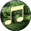 Forest Sound Nature and Sleep