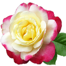 Imágenes de hermosas Rosas APK