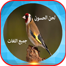 الحان طائر الحسون 2020 دون نت APK