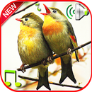 sonneries oiseaux sans internet APK