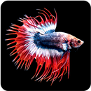 Betta Fish Wallpaper APK