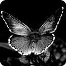 Black and White Wallpaper APK