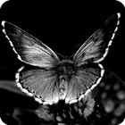 Black and White Wallpaper أيقونة