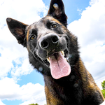 German Shepherd Wallpaper icon