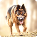 German Shepherd Wallpapers APK