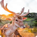 Deer Wallpapers-icoon